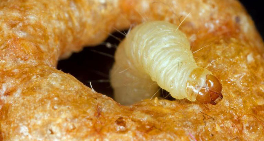 The Lord Howe stick insect is officially back from the dead - Weekly ...