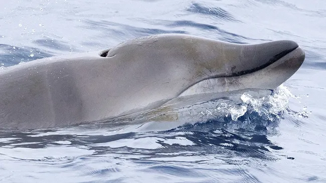 Scientists find rare tusked whale alive at sea for the first time