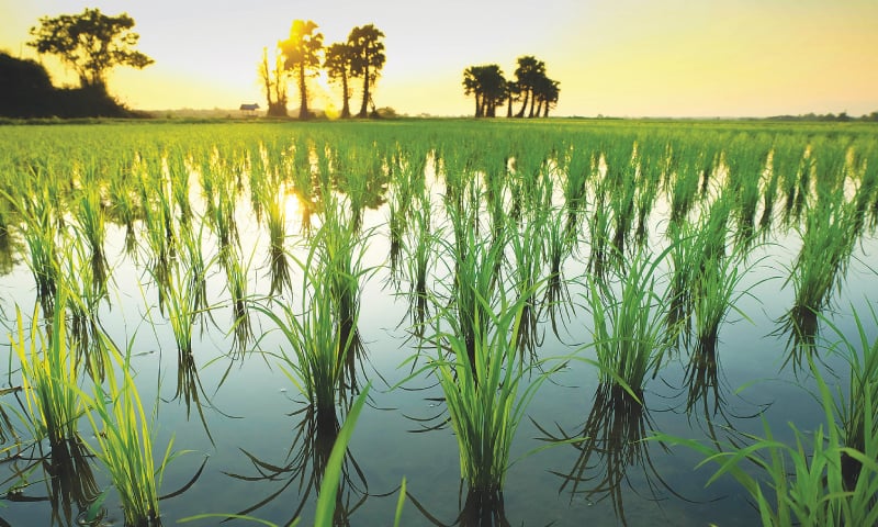 When climate and war collide, food becomes the first casualty
